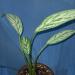 Sadnice - sobne biljke: Aglaonema modestum - Srebrna kraljica, slika1